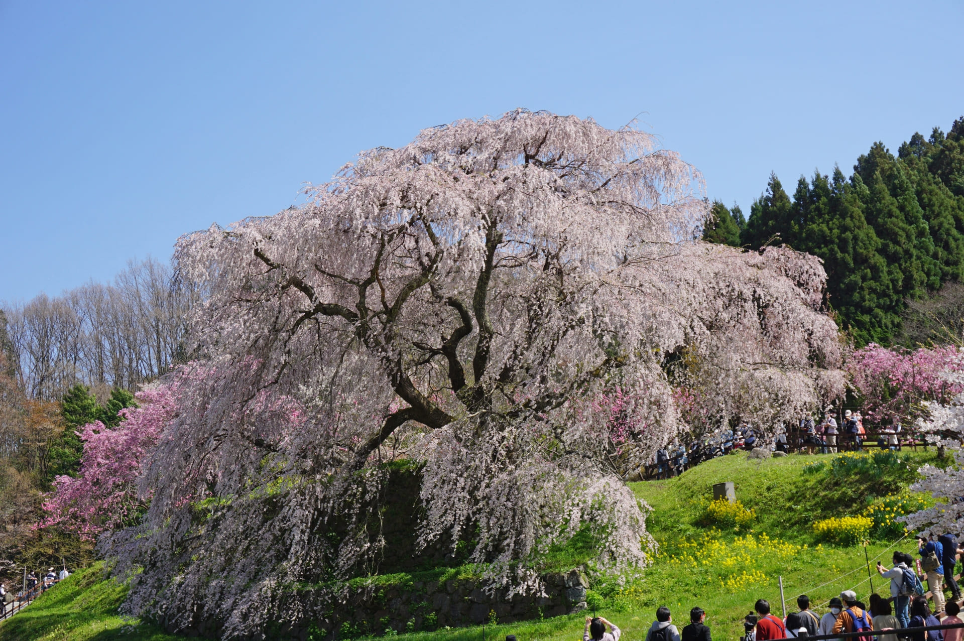 又兵衛桜