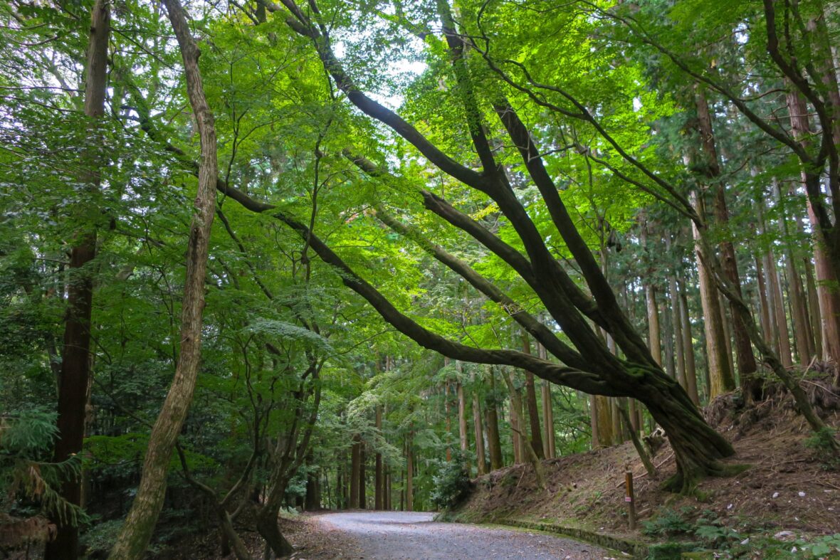 春日山原始林