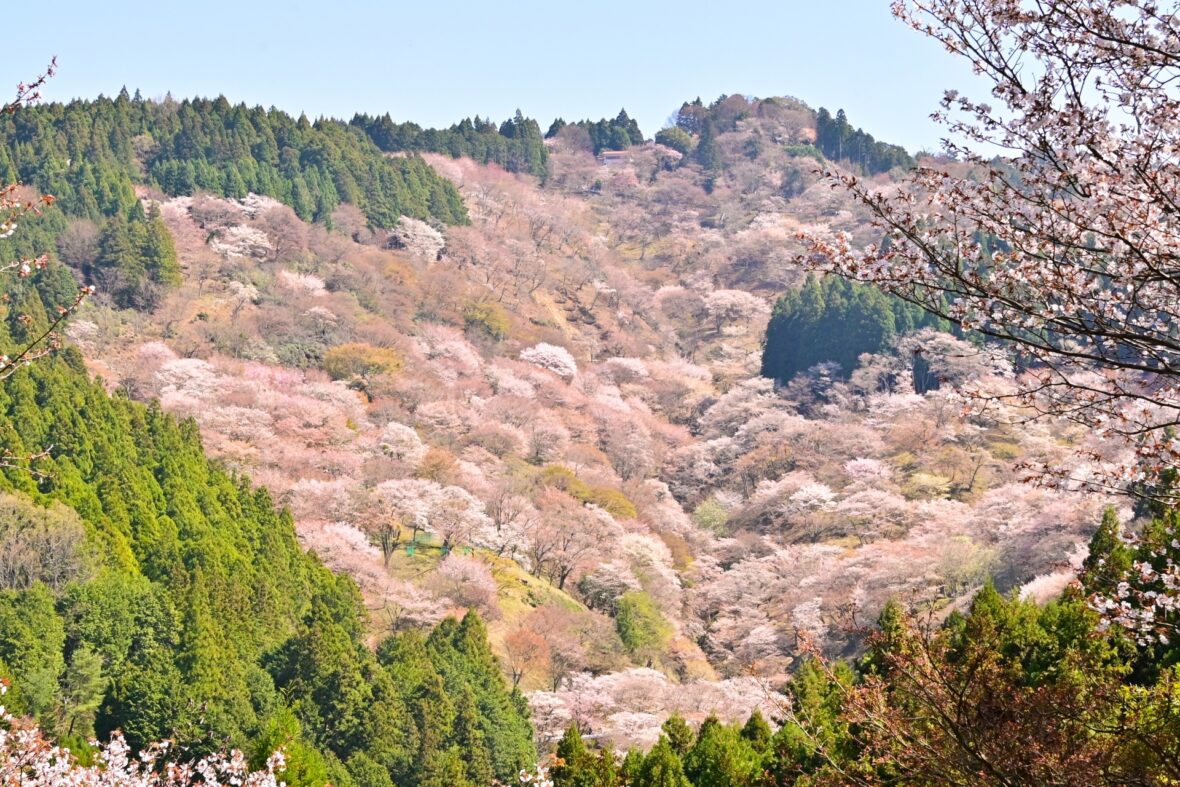吉野山